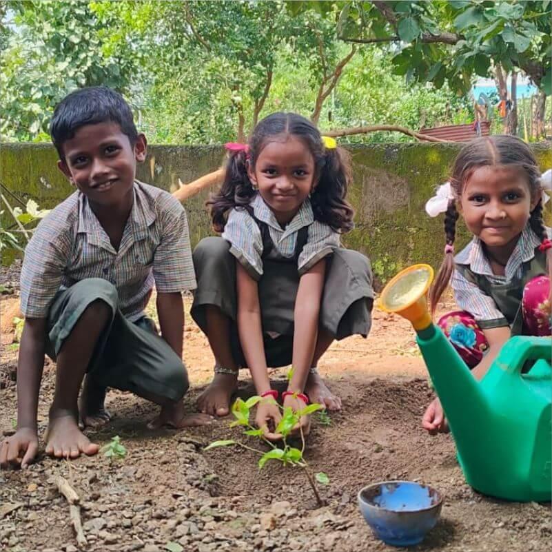 Tree Plantation